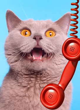 telefone cat sitter